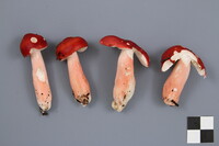 Russula peckii image